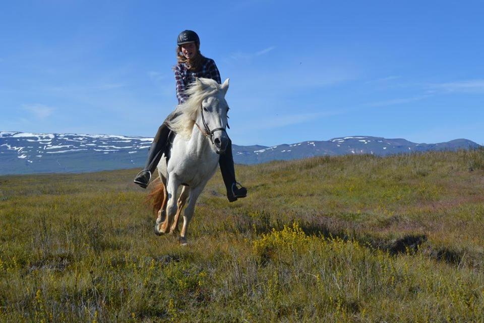 Húsey Hostel&Horsefarm Egilsstaðir Eksteriør billede