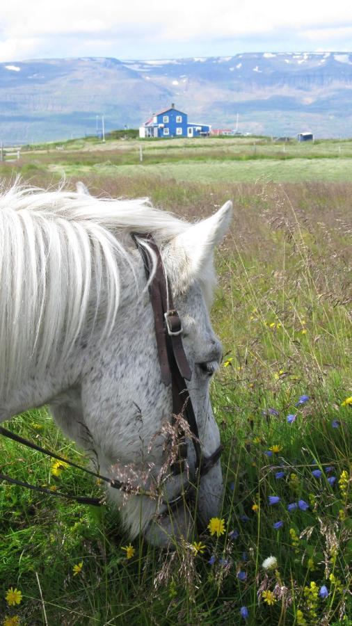 Húsey Hostel&Horsefarm Egilsstaðir Eksteriør billede