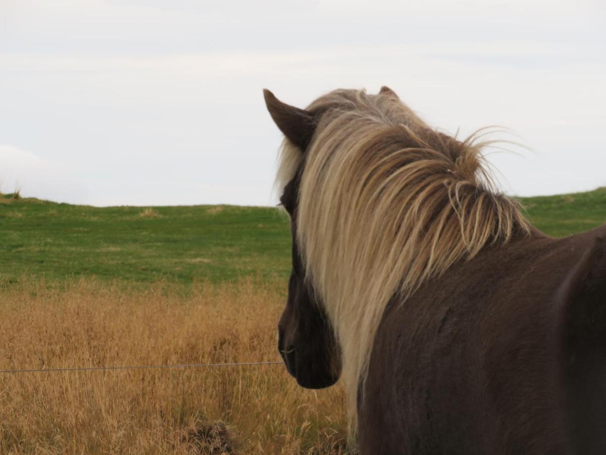 Húsey Hostel&Horsefarm Egilsstaðir Eksteriør billede