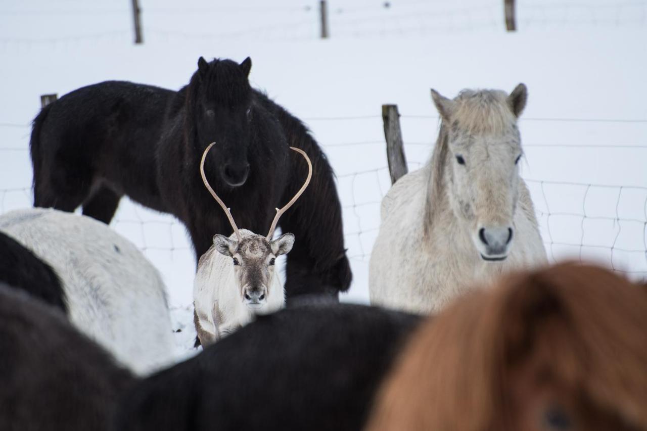 Húsey Hostel&Horsefarm Egilsstaðir Eksteriør billede